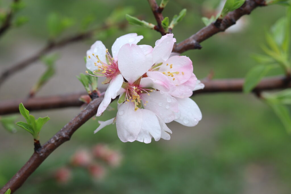 Fleur d'amandier en Occitanie à Durban-Corbières, symbole de renouveau après les feux de 2025 au Secret des Cigales.